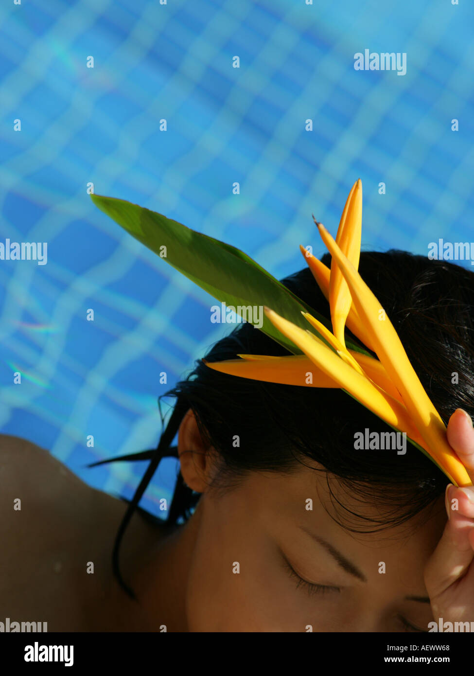 High angle view of a young woman holding a bird of paradise flower Caesalpinia gilliesii  Stock Photo