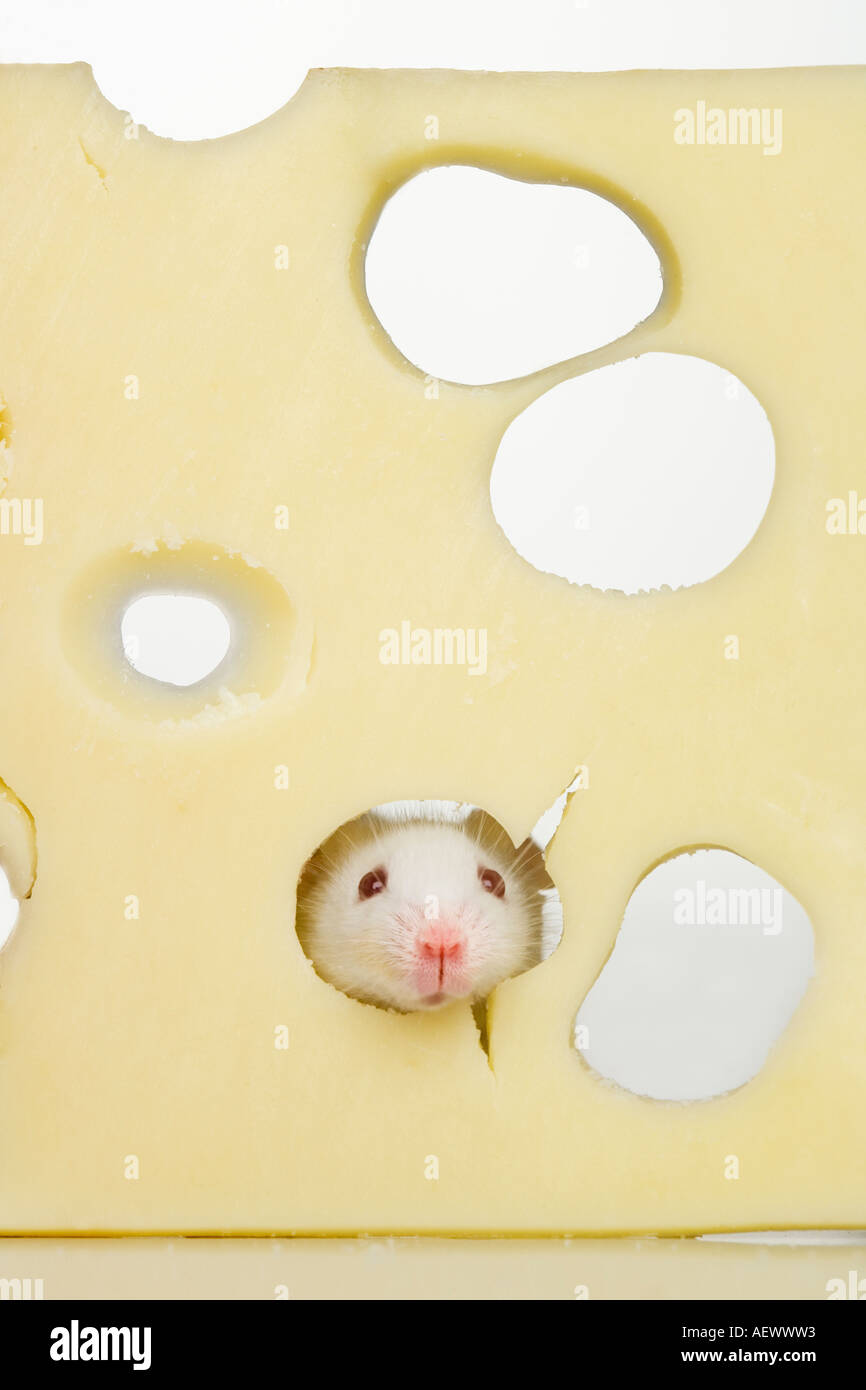 Swiss Cheese Mouse