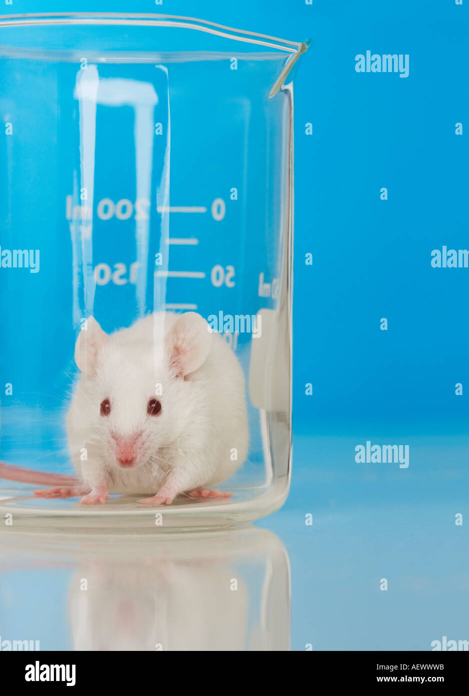 Lab mice hires stock photography and images Alamy
