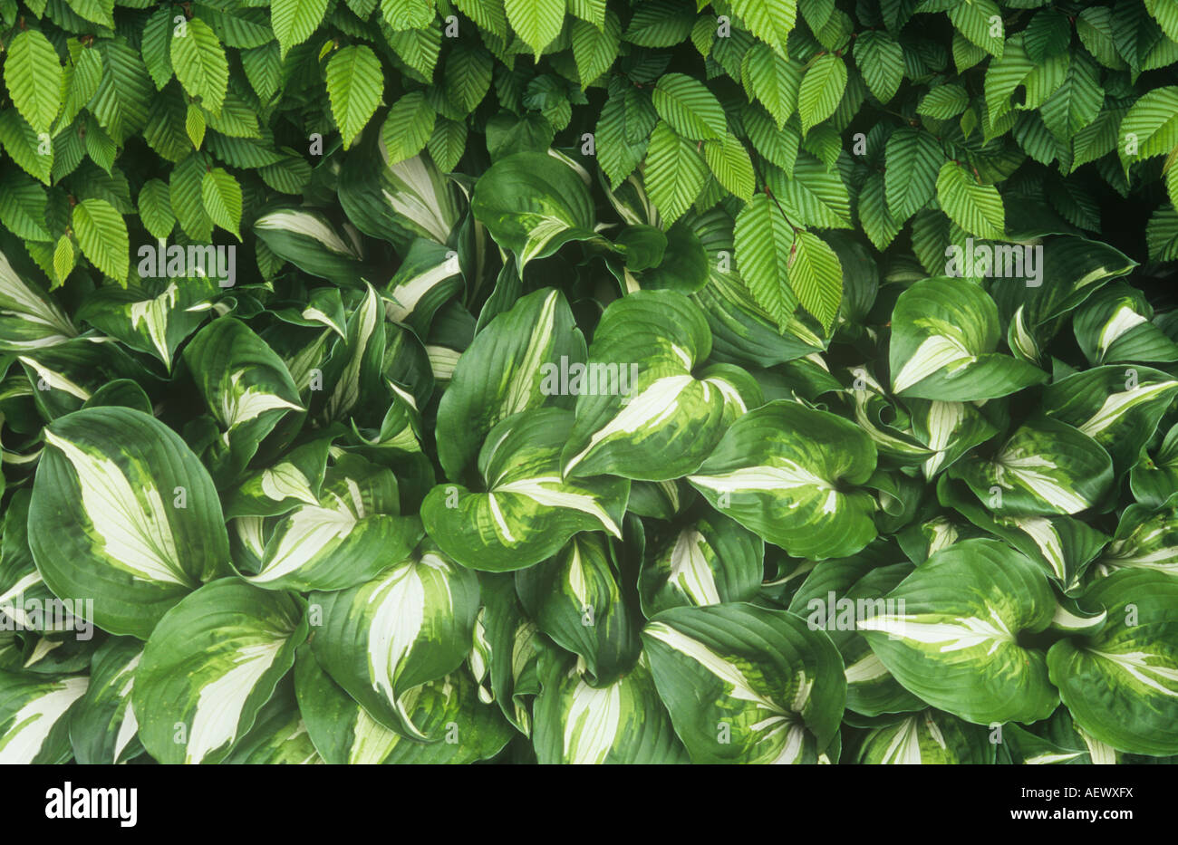 Cream and green leaves of Hosta fortunei Albopicta or Plantain lily with leaves of Hornbeam or Carpinus betulus hedge above Stock Photo