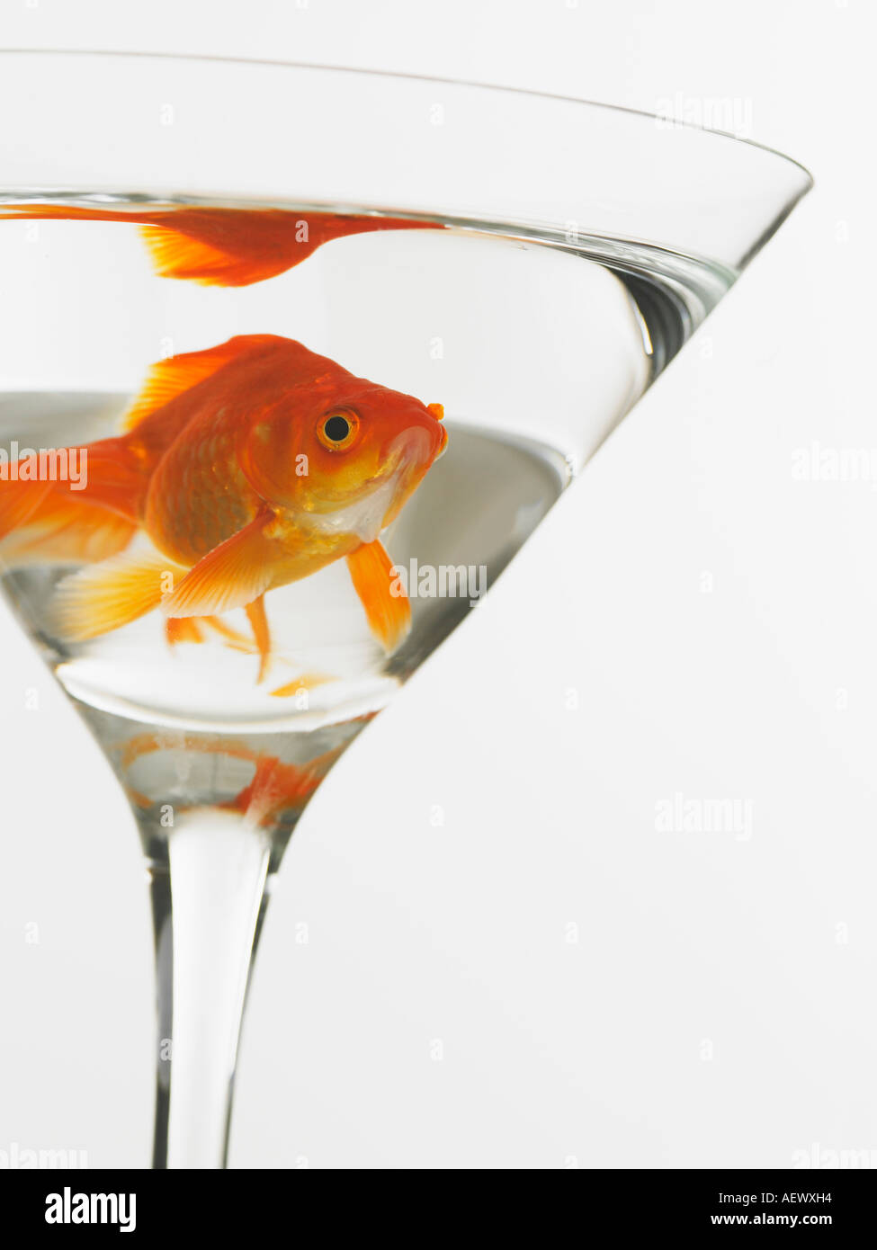Goldfish swimming in martini glass Stock Photo