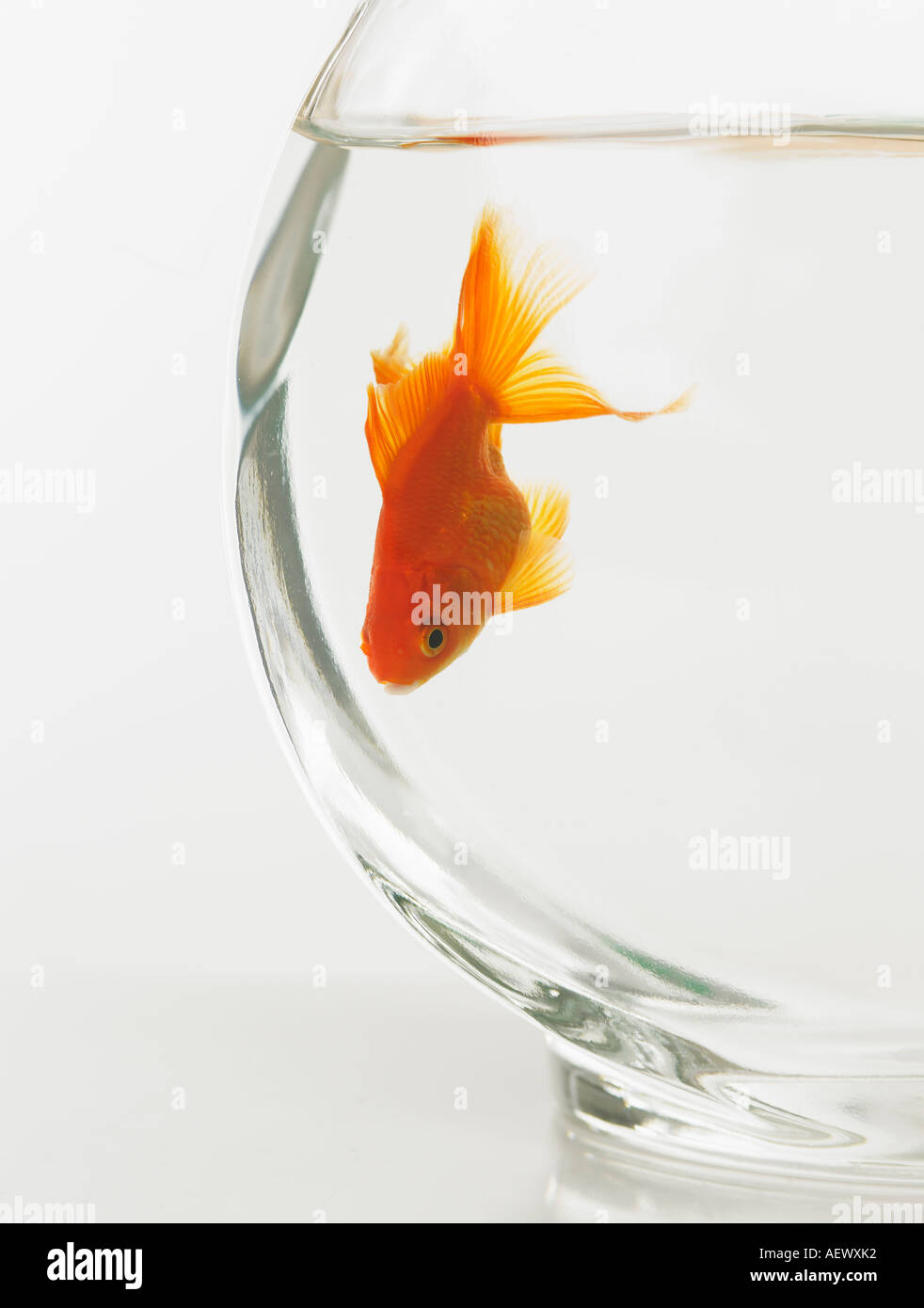 Goldfish in fishbowl Stock Photo Alamy