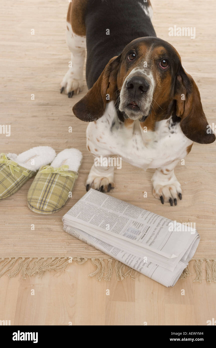 Basset Hound Slippers Sale Online Up To 61 Off Basset Hound Slippers Sale Online Up To 61 Off