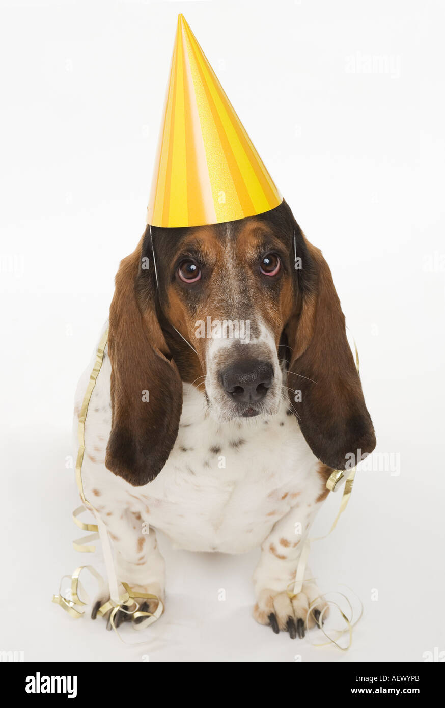 Party hat hi-res stock photography and images - Alamy