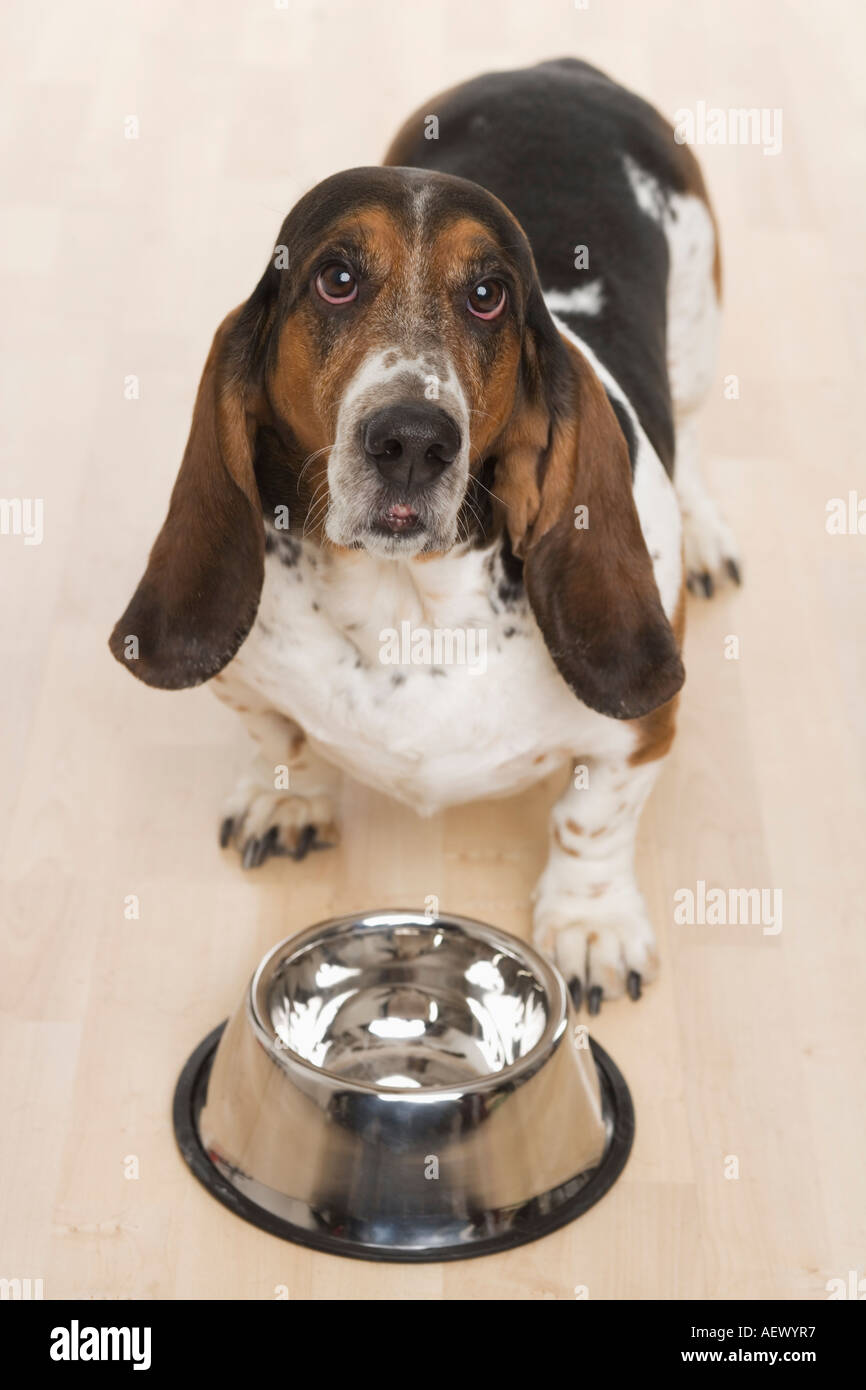 Bassett hound waiting for food Stock Photo Alamy