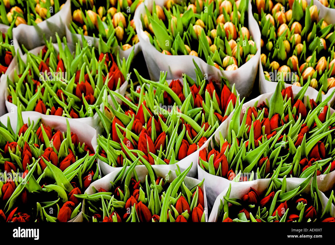 Bunches of tulips in market Stock Photo