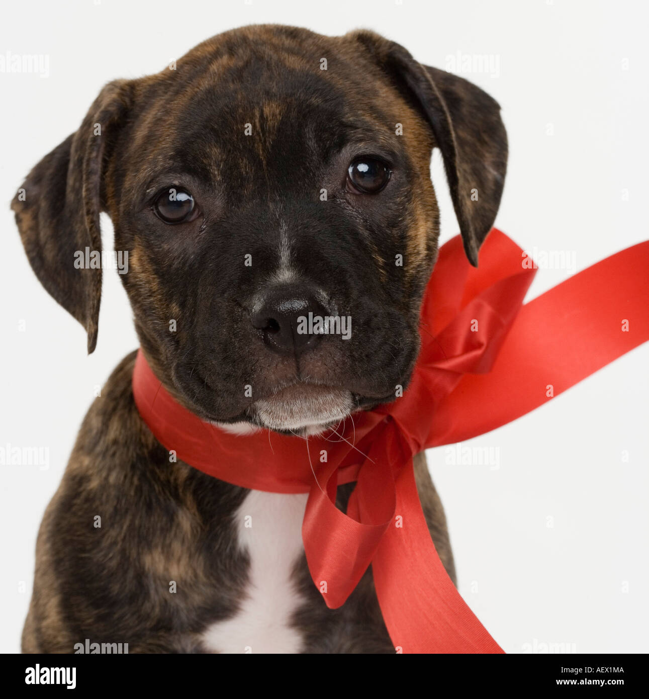 Pitbull puppy wearing red ribbon Stock Photo