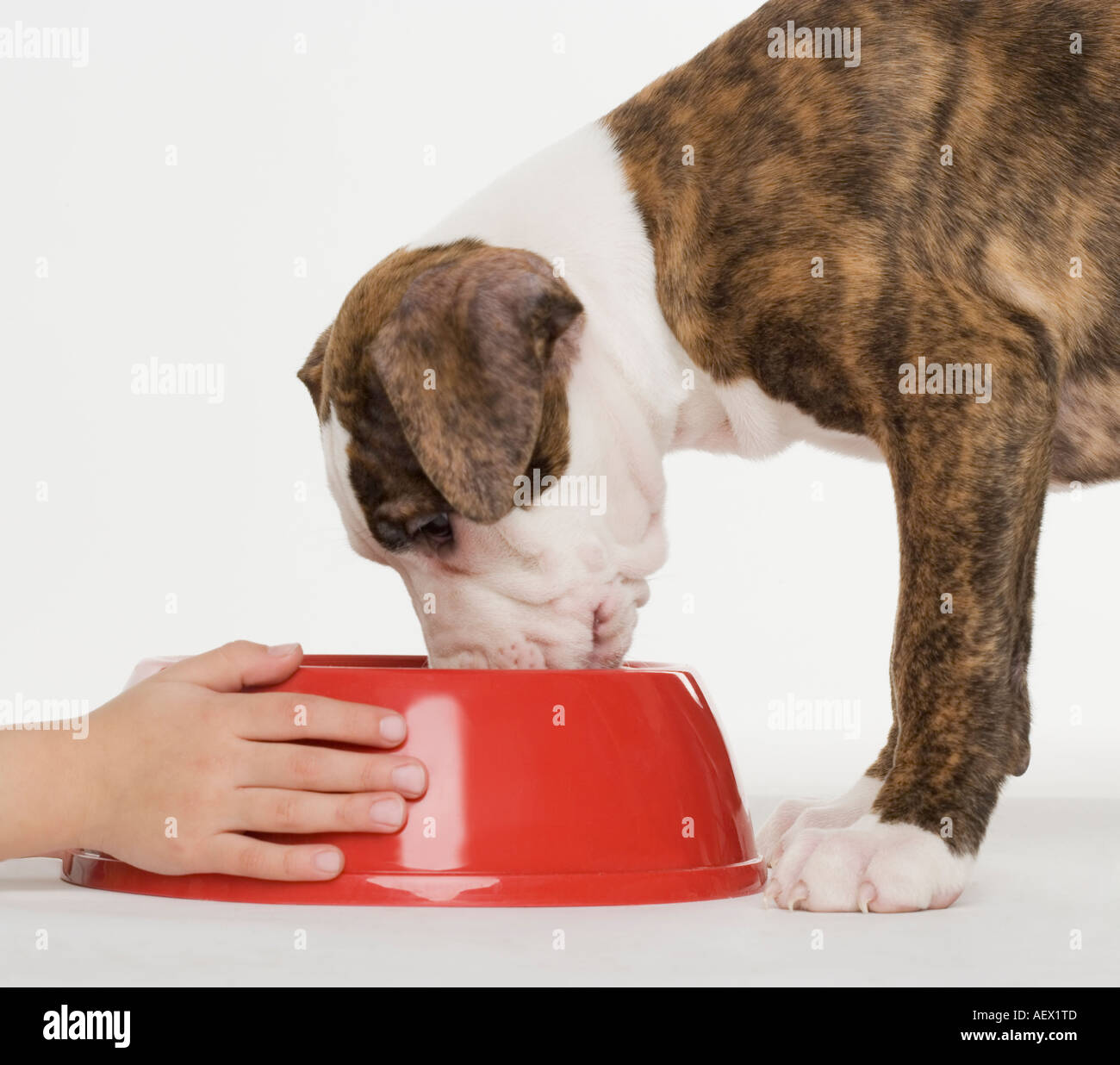 Можно кормить щенка молоком. Собака пьет молоко. Корм для собак. Корм для щенков с молоком.