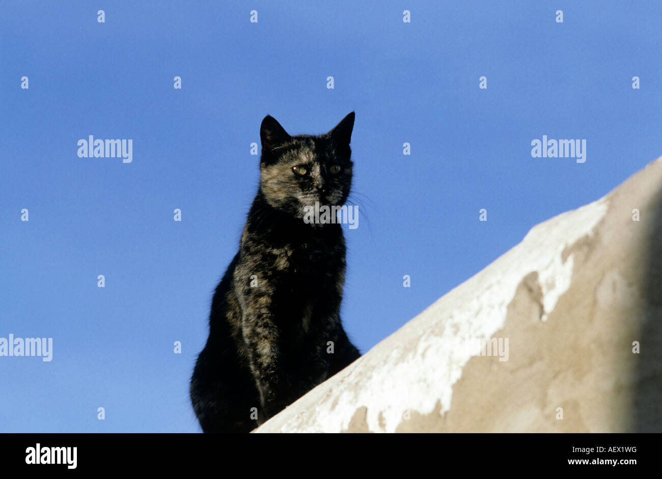 Black cat on a wall Stock Photo