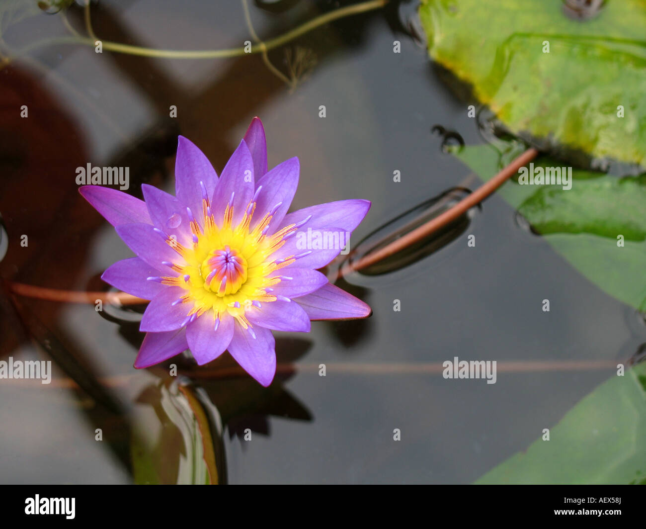 Mauve purple water lily lotus flower on water Stock Photo - Alamy