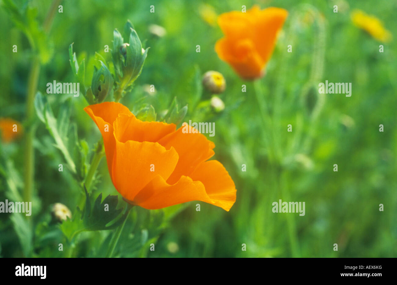 Close up of orange flowerhead of hardy annual plant Californian poppy or Eschscholzia californica with more and Corn marigolds Stock Photo
