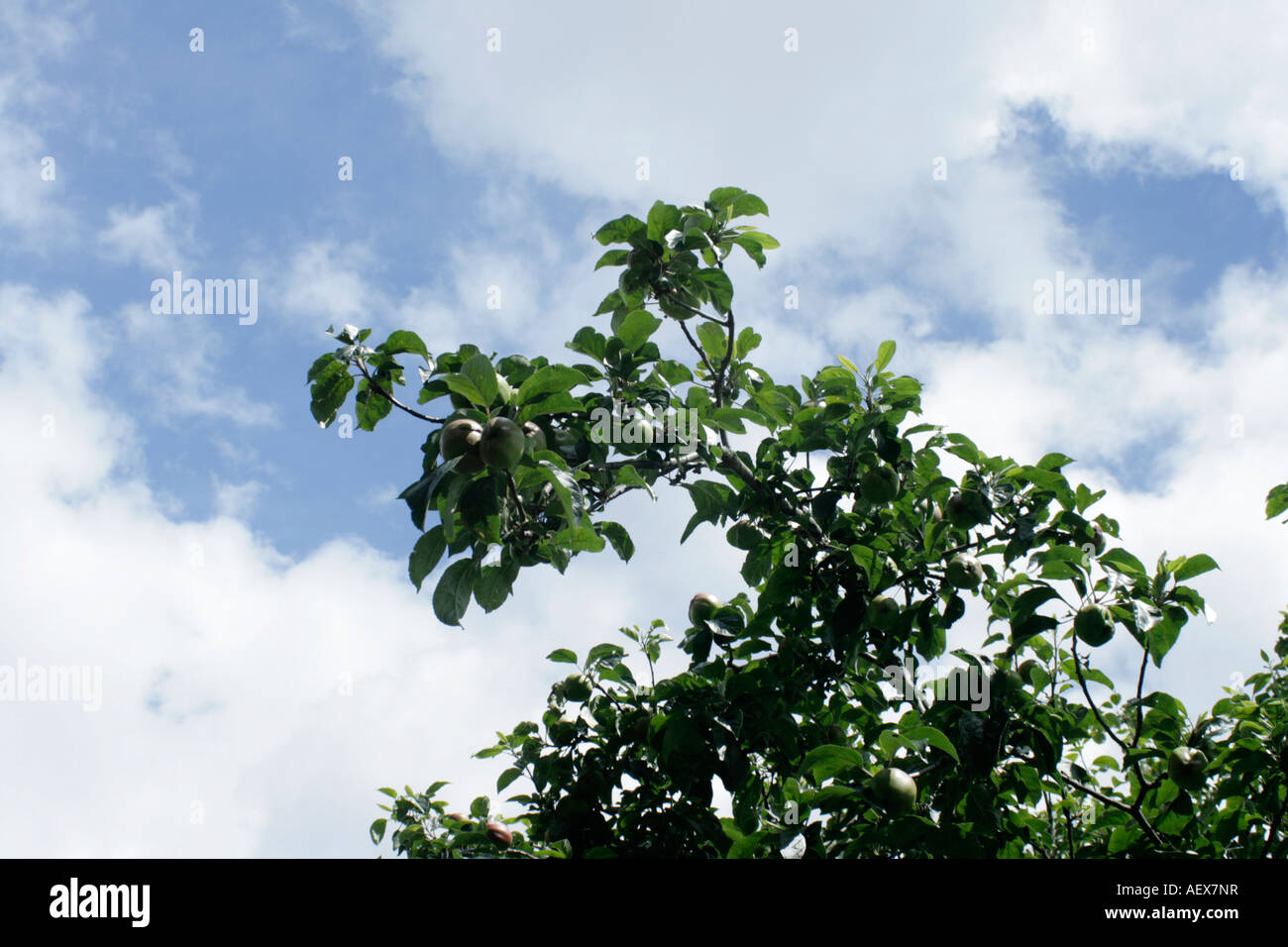 Apple tree branch against blue sky Stock Photo
