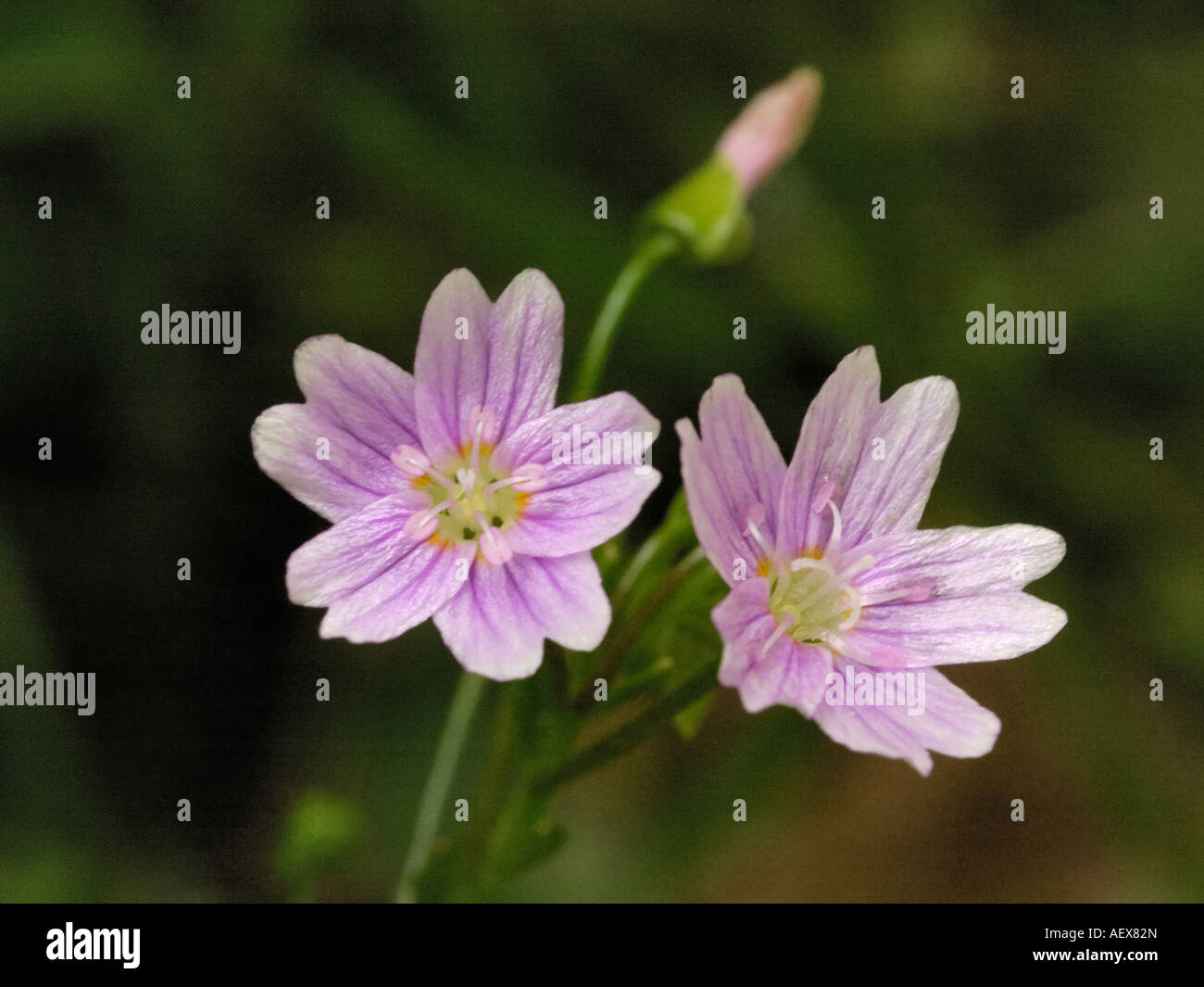Pink Purslane, claytonia sibirica Stock Photo Alamy