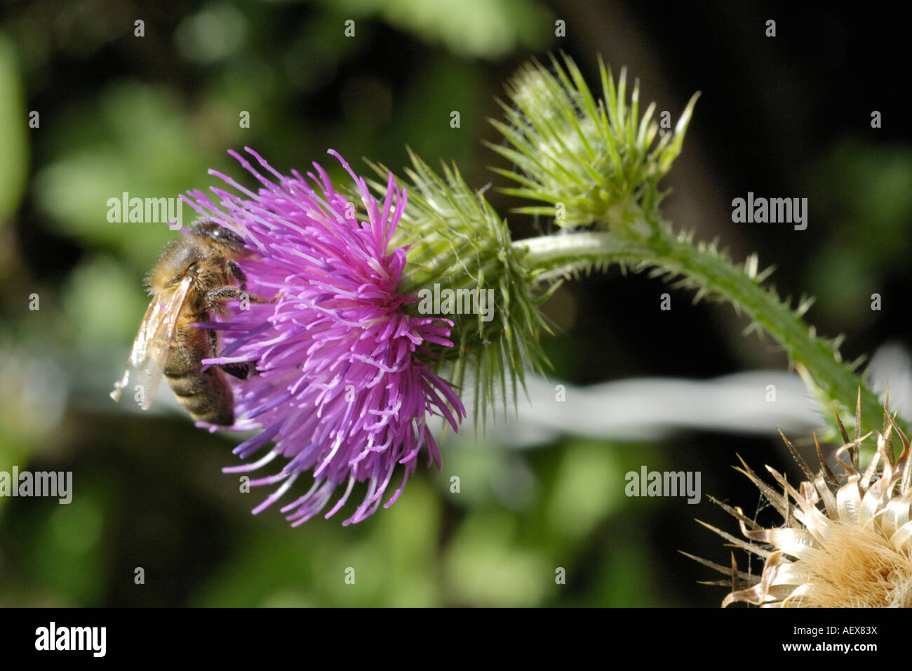Welted Thistle with Bee, carduus crispus Stock Photo