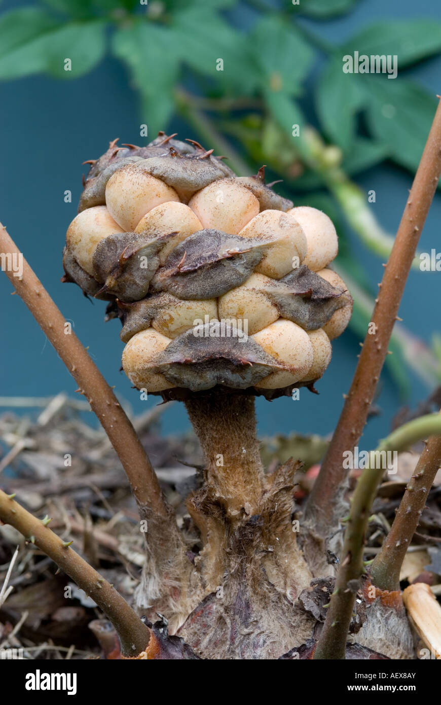 Ripe Seed Cone Cycad Ceratozamia hildae Stock Photo