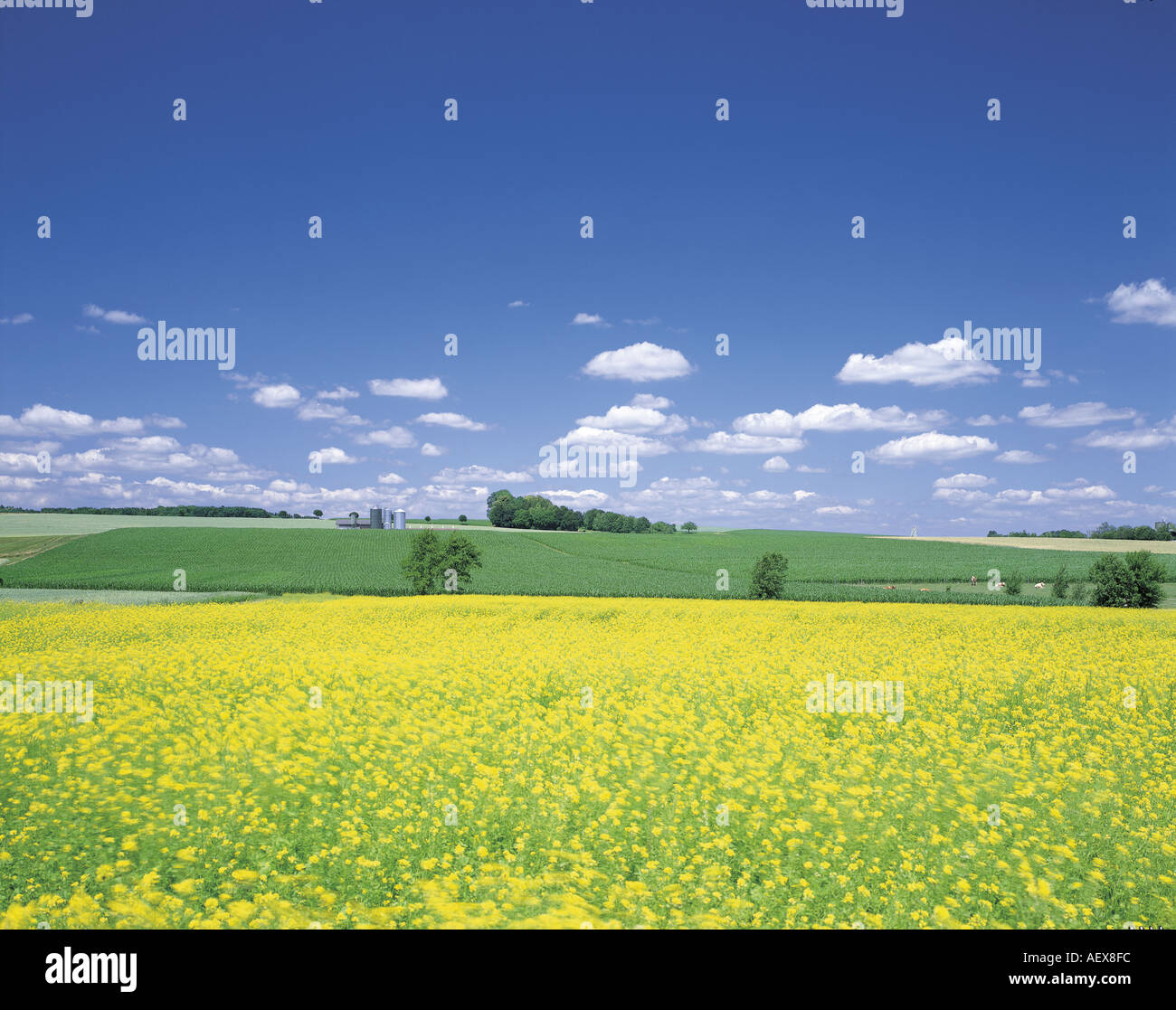 Flower Field NEAR ULM GERMANY Stock Photo Alamy