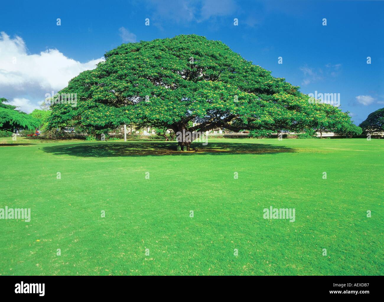 Aloha from Hawaii: The Kapok Tree.