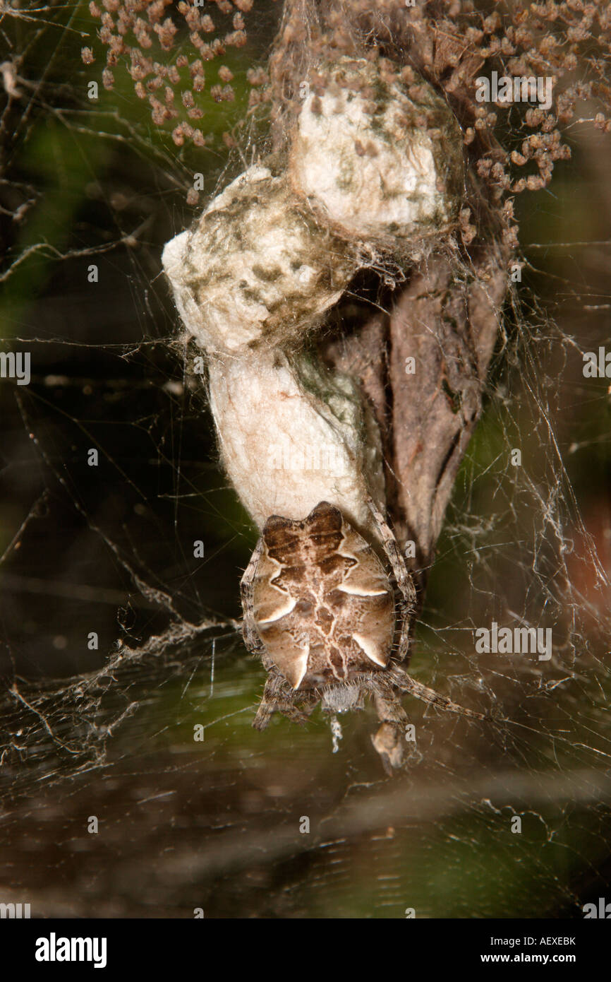 Orb web spider Cyrtophora citricola guarding a string of egg sacs with spiderlings hatching Cameroon Stock Photo