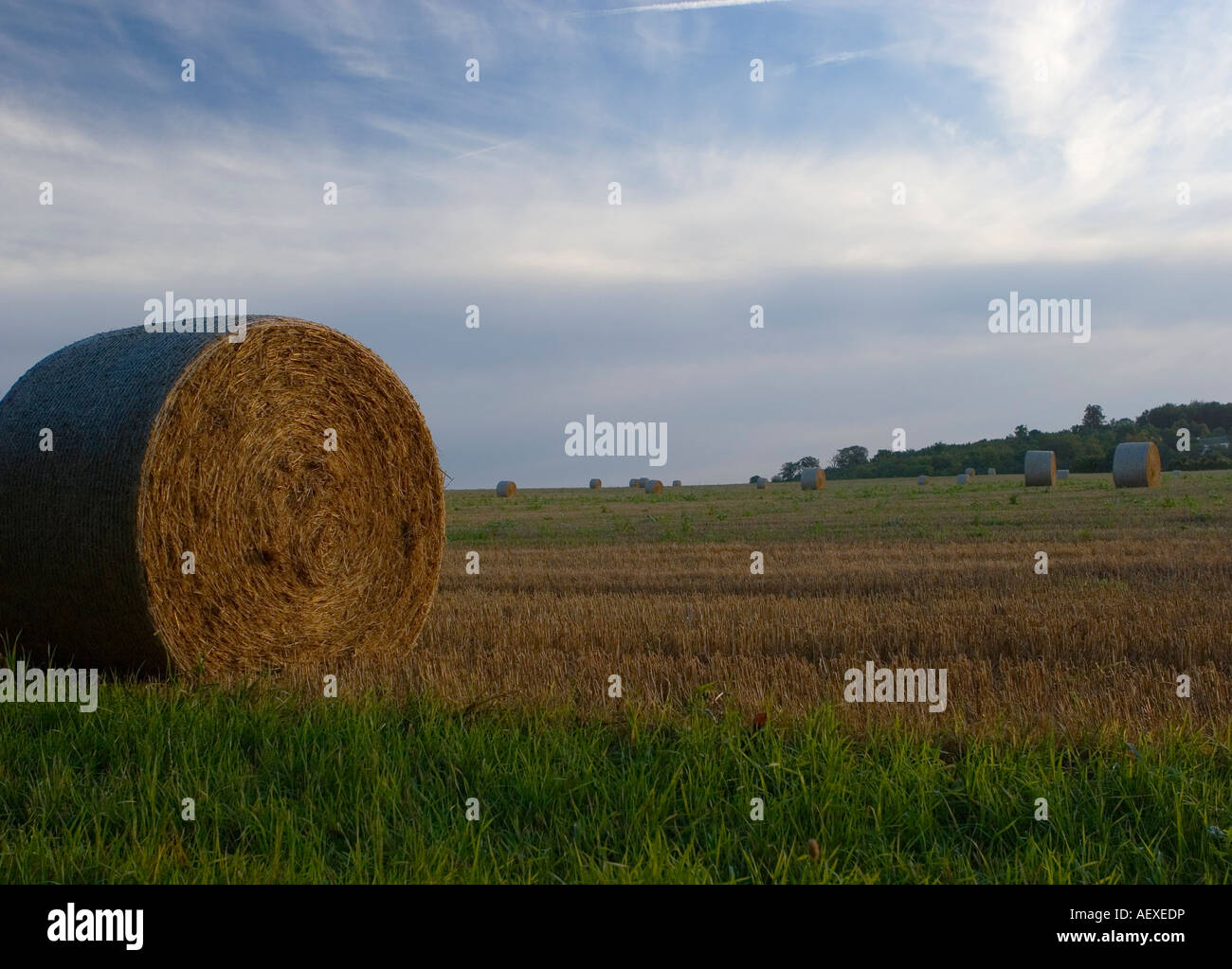 Bales of hay in the Kent countryside at dawn Stock Photo Alamy