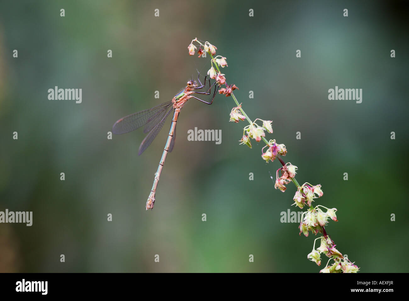 Emerald Damselfly Lestes sponsa adult @ rets on a Water Dock plant ...