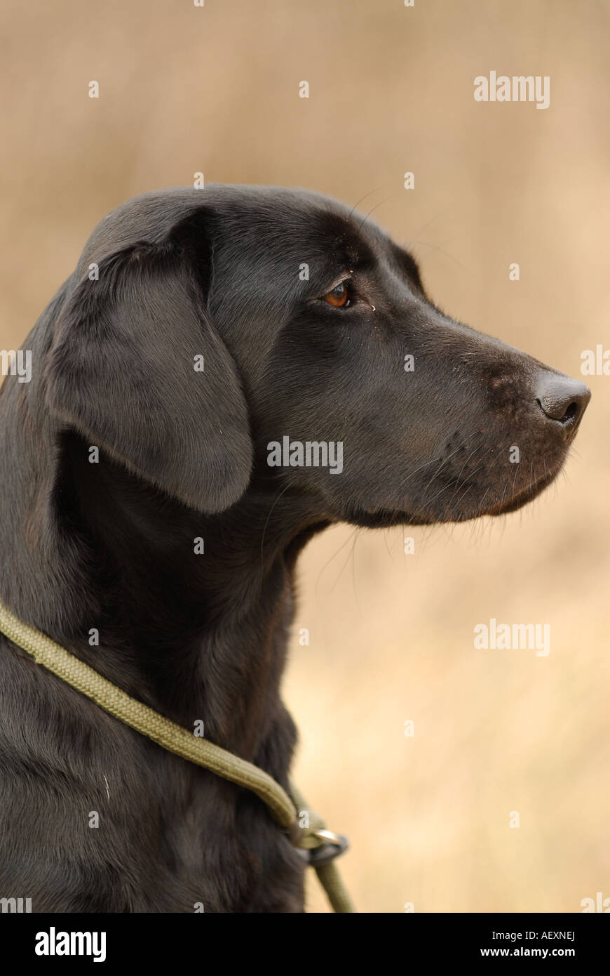 Labrador gun dogs hires stock photography and images Alamy