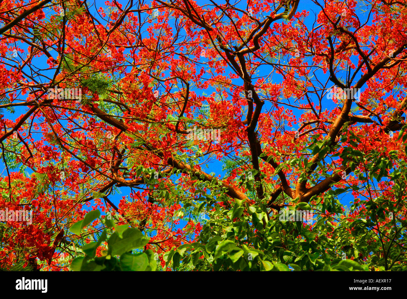 Gulmohar flowering tree, Royal poinciana plant, Delonix regia species Stock Photo