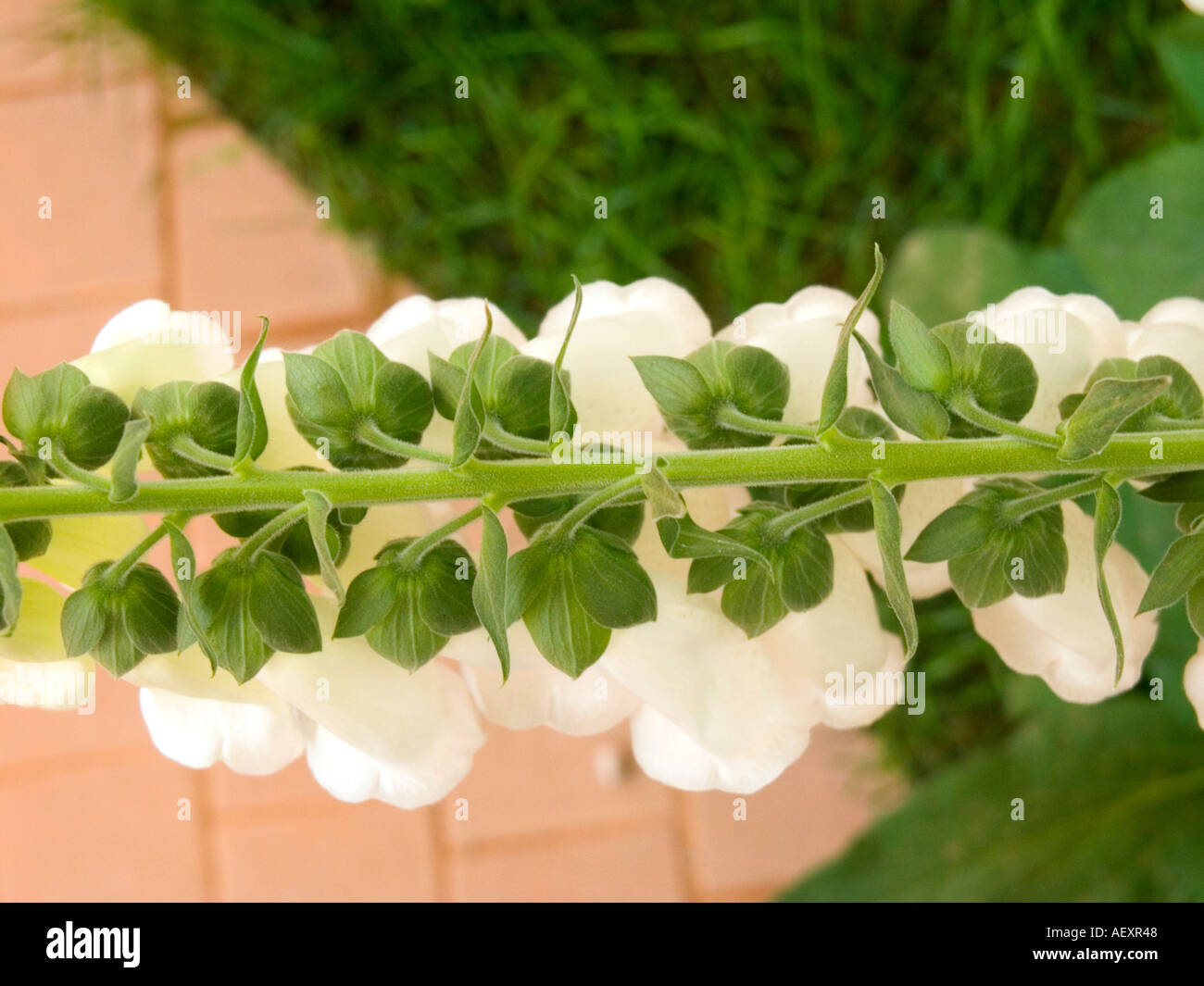 Digitalis purpurea gloxiniaeflora hires stock photography and images