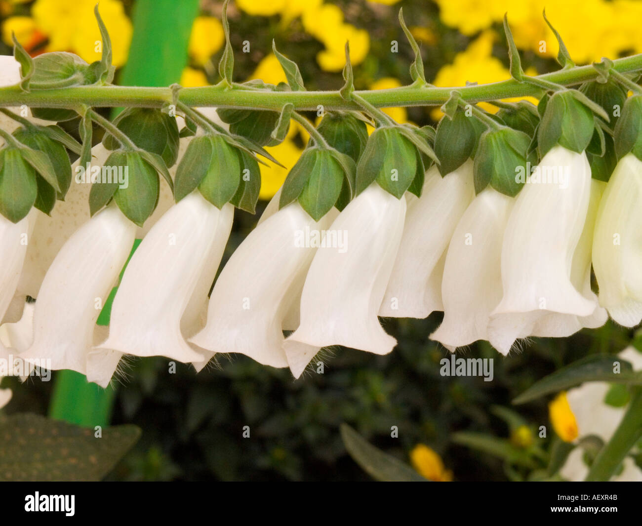 Digitalis purpurea gloxiniaeflora hires stock photography and images