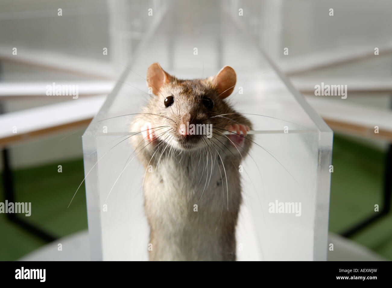 Lab Rat in psychology experiment glass maze in a science laboratory Stock Photo