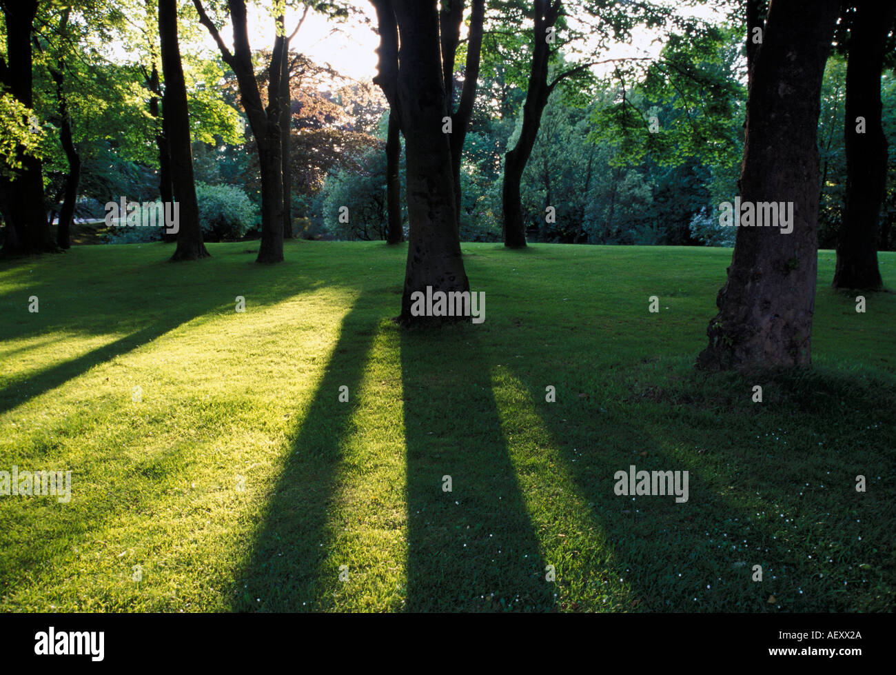 Landscape format image of city park trees casting shadows on green grass Stock Photo