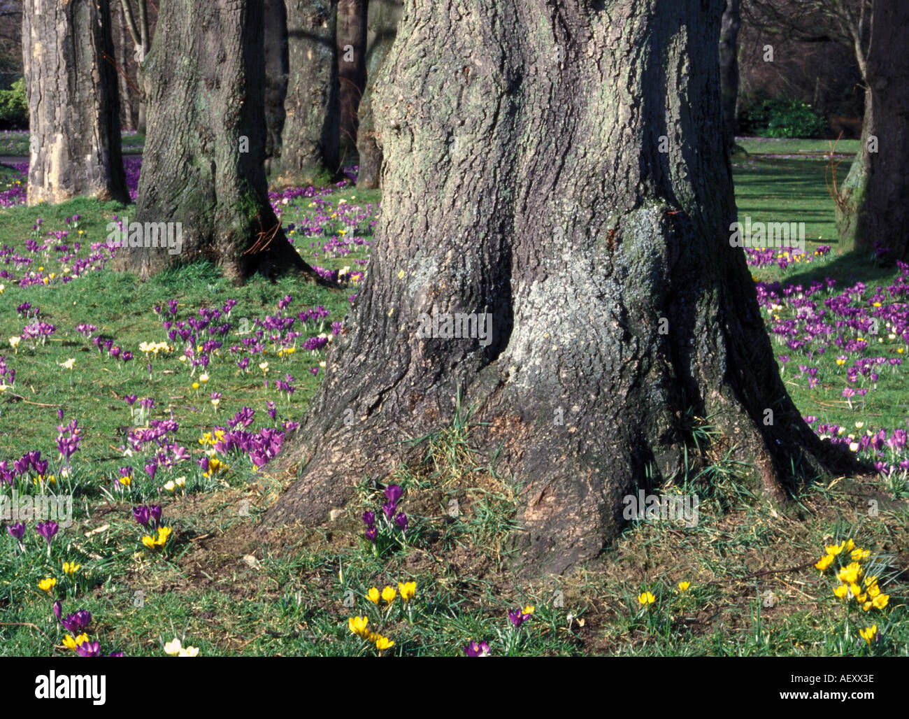 Full frame landscape format image of spring crocus bedded woodland floor with large tree trunks Stock Photo