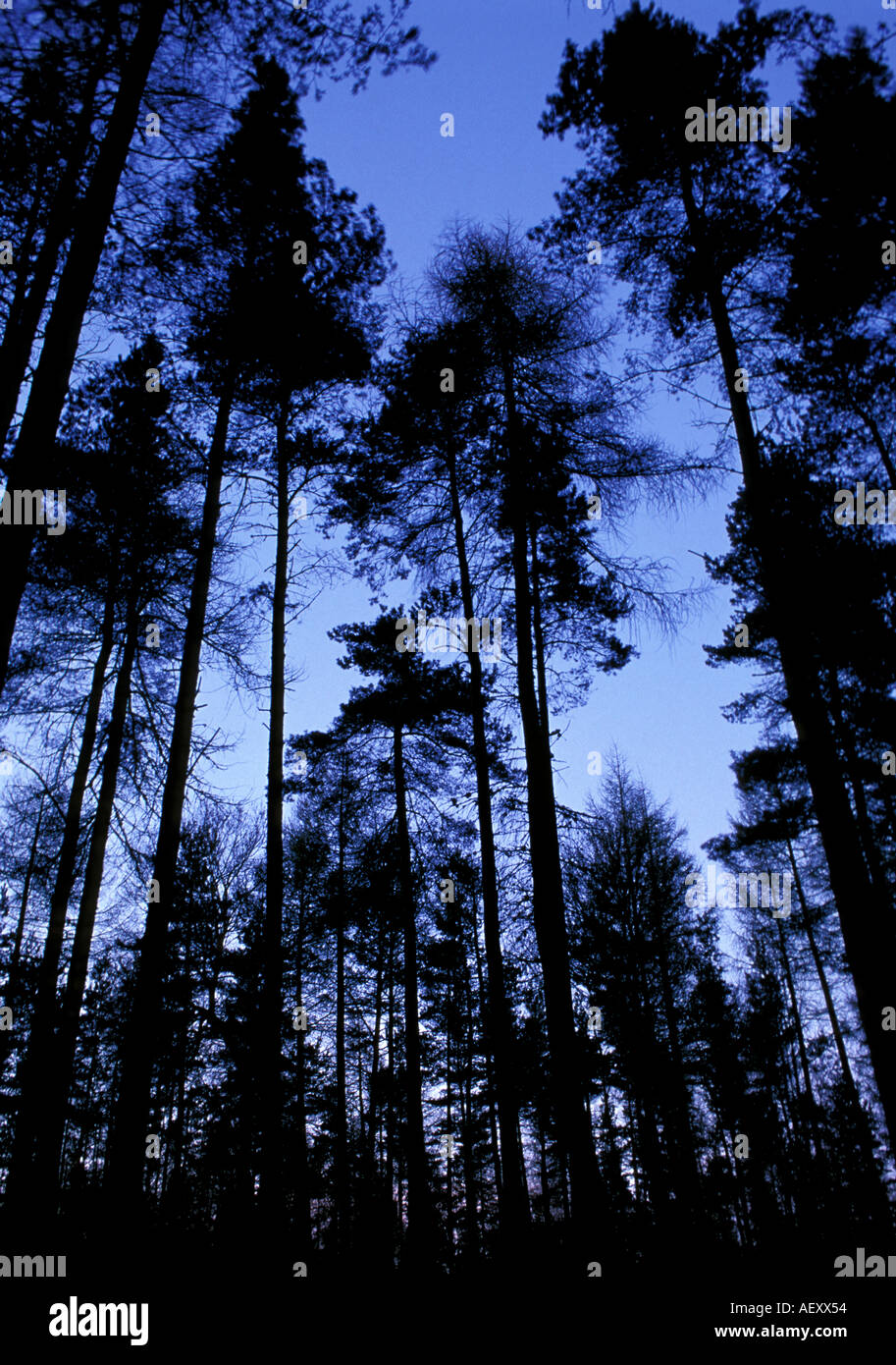 Portrait format image of Scottish forest silhouetted against an early morning sky Stock Photo