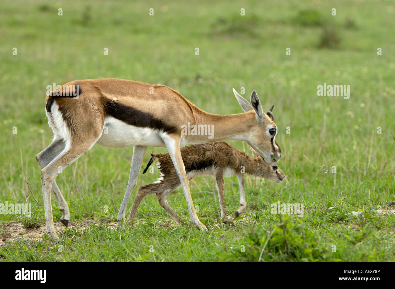 Thomsons, Gazelle, Masai Mara Kenya mother with new born young ...