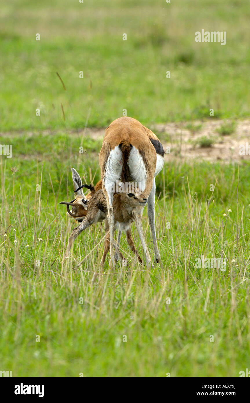 Thomsons Gazelle, Masai Mara Kenya mother with new born young Stock ...