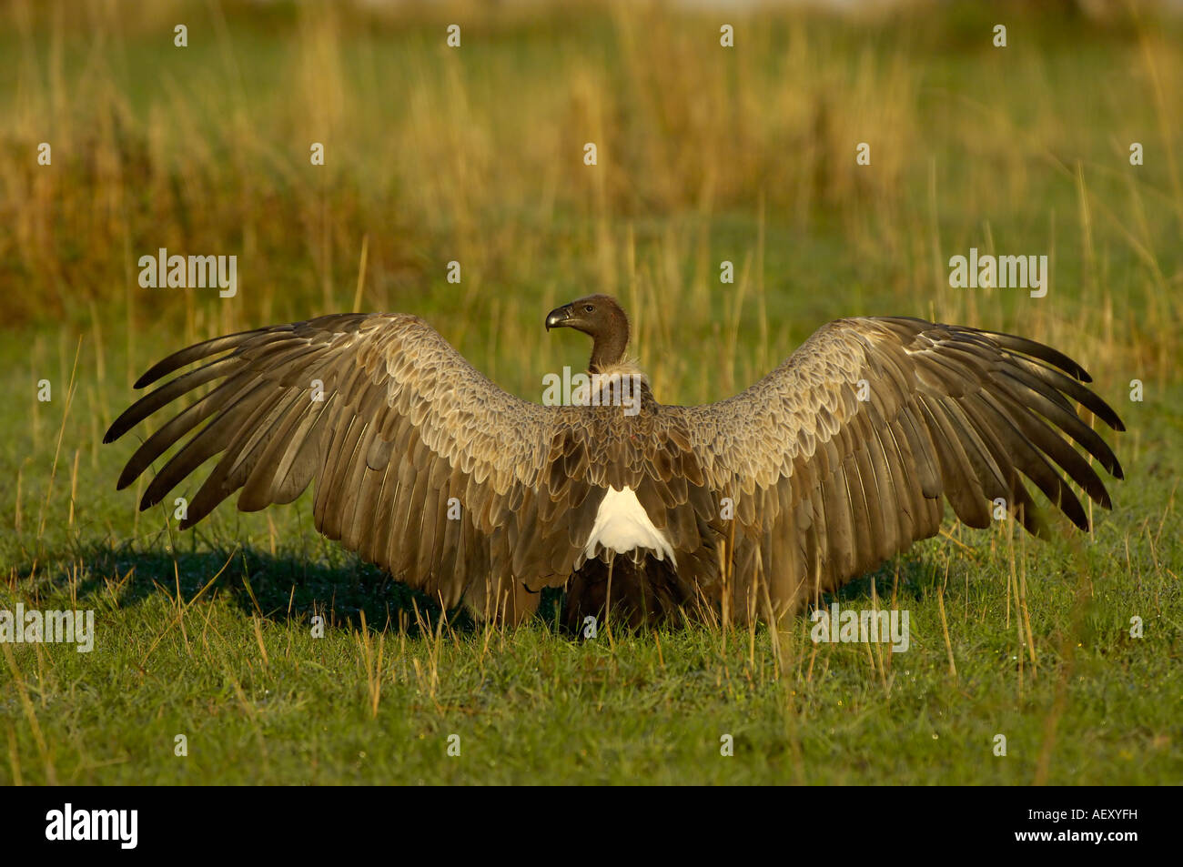 White backed Vulture Gyps africanus Masai Mara Kenya spreading wings in the warm early morning sun Stock Photo