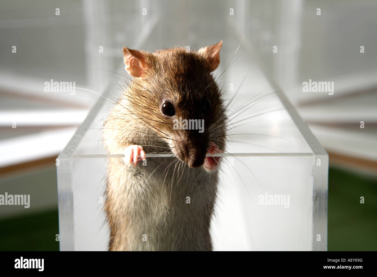 Laboratory Rat in psychology experiment glass maze Stock Photo