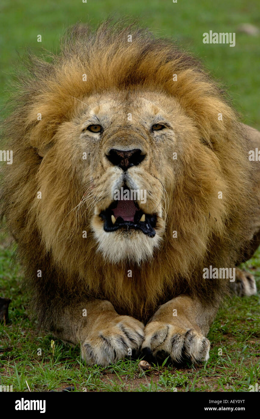 Lion Panthera leo Masai Mara Kenya male roaring close up Stock Photo ...