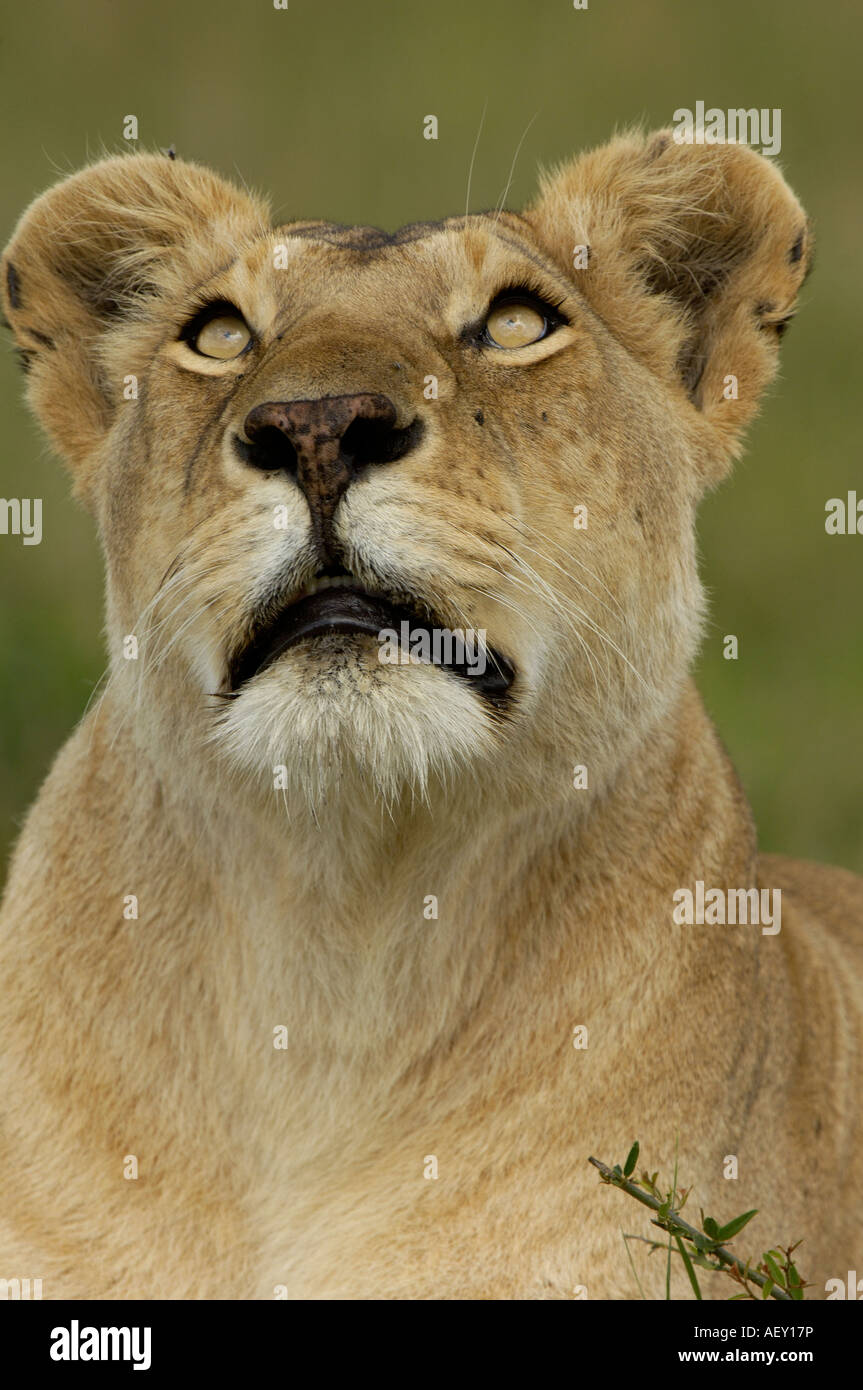 Lioness Panthera leo Masai Mara Kenya portrait looking up Stock Photo ...