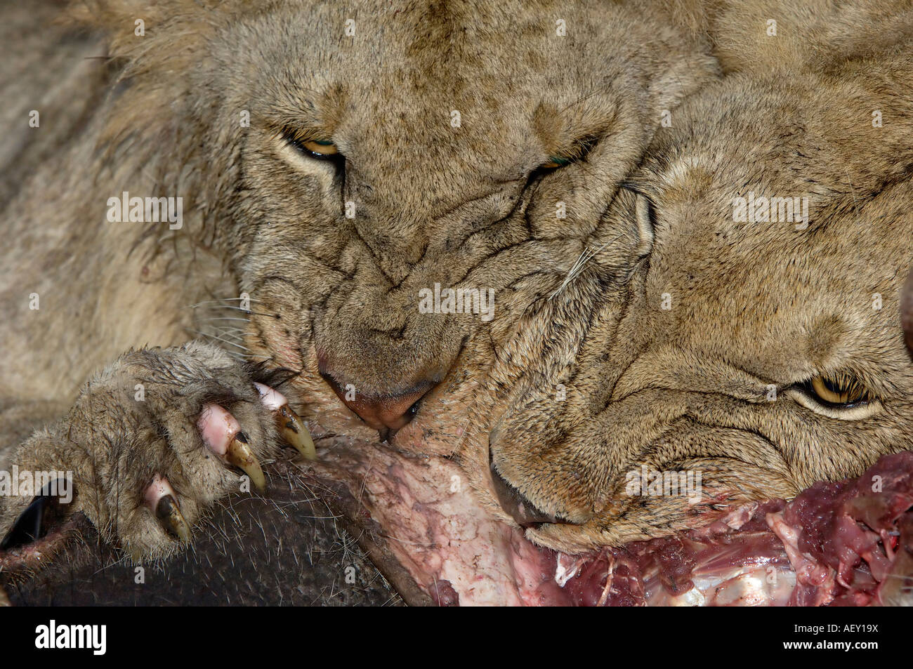 Lion Panthera leo Masai Mara Kenya pair feeding agressively together close up Stock Photo