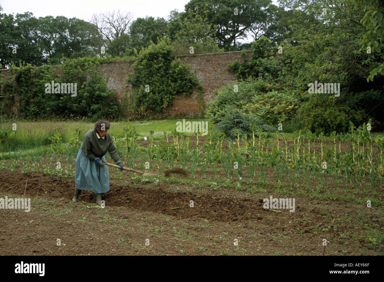 Woman Digging In Walled Vegetable Garden Ireland Stock Photo