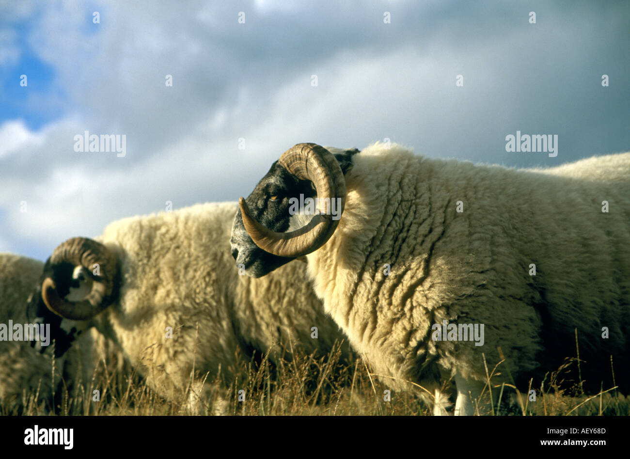 Rams male sheep with curled horns Scotland Stock Photo - Alamy