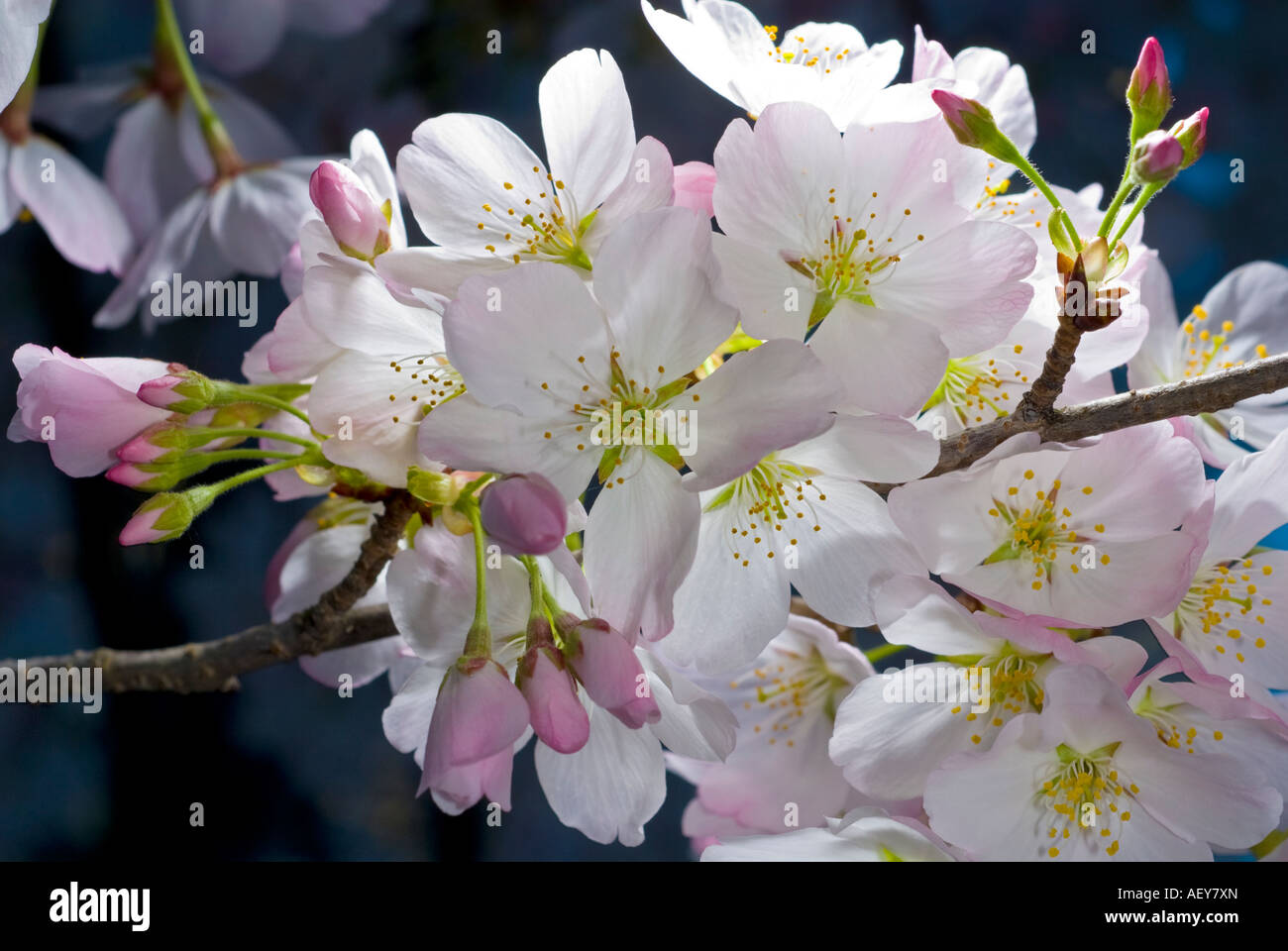 Cherry blossoms hi-res stock photography and images - Alamy