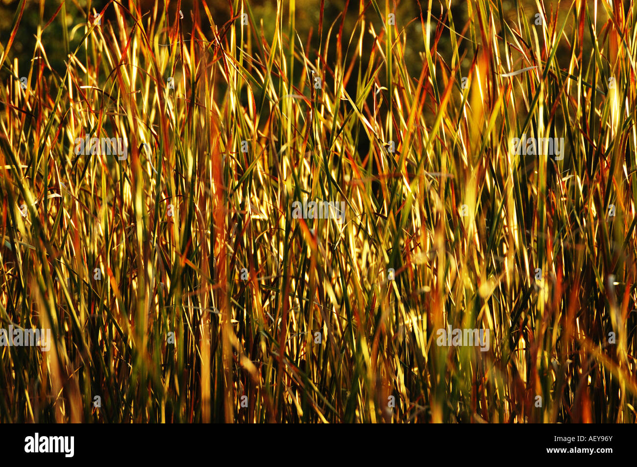Shoreline reeds hi-res stock photography and images - Alamy
