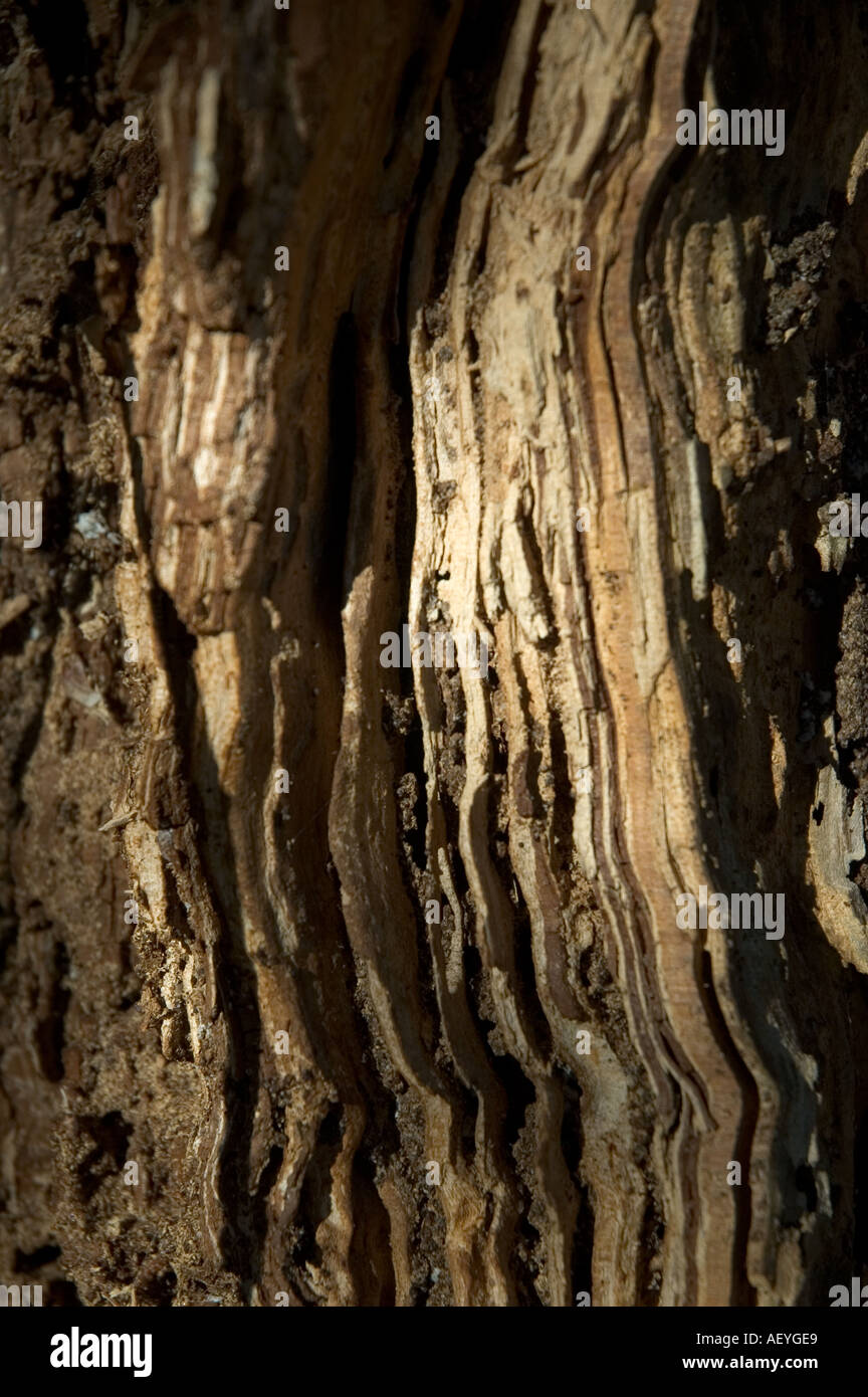 White ant damage hi-res stock photography and images - Alamy