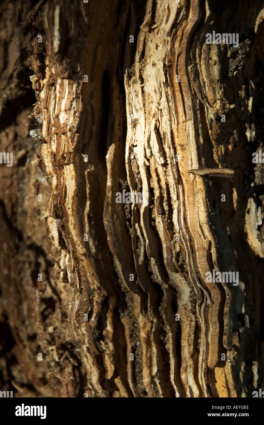 White ant damage hires stock photography and images Alamy