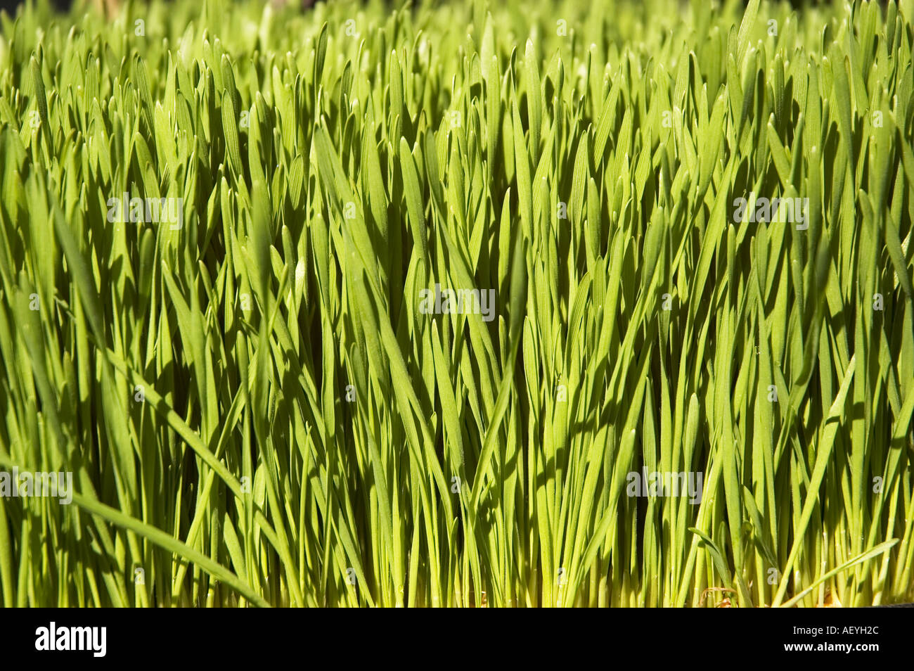 Wheat grass shoots ready for harvesting and Juicing for health drink