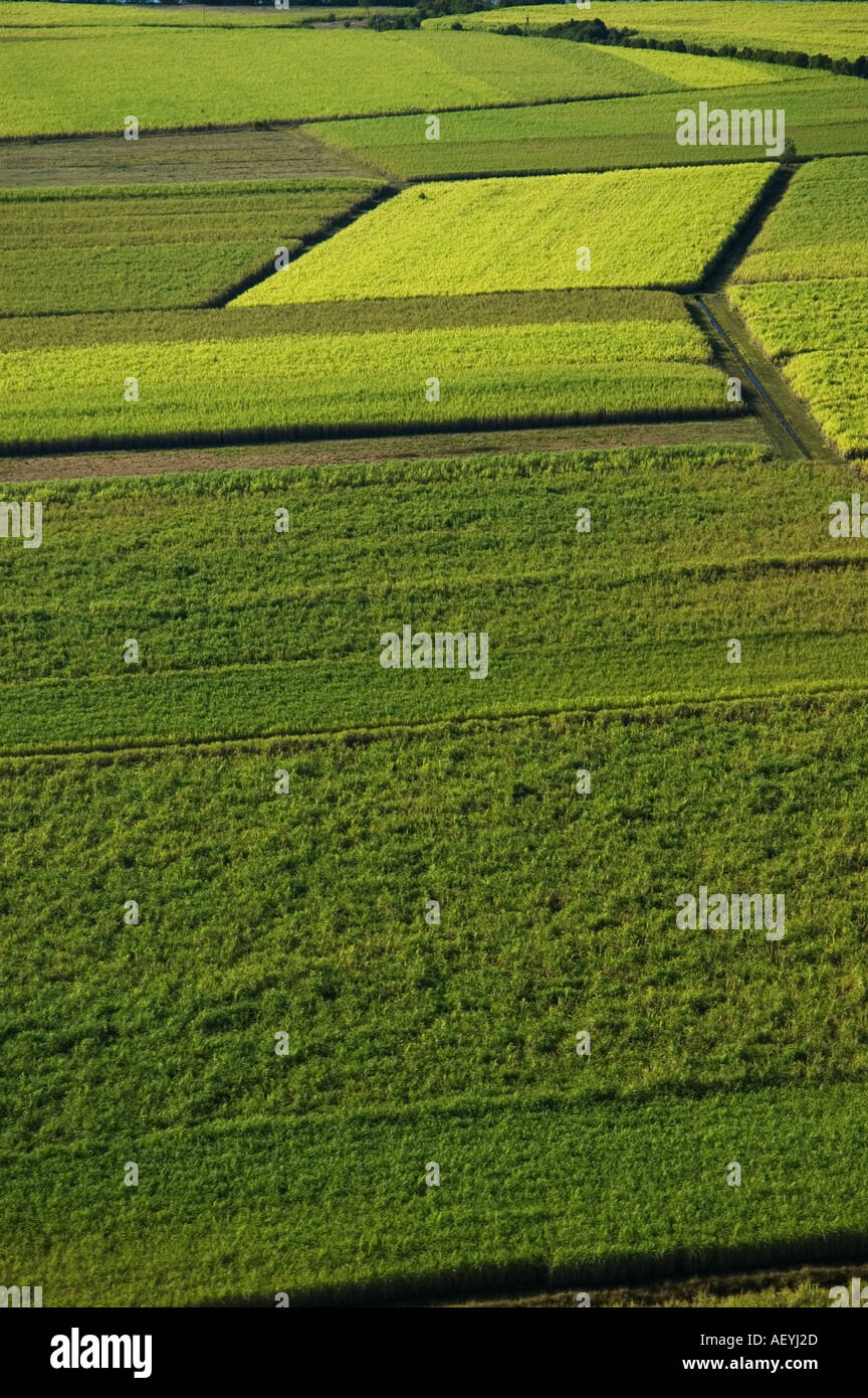 Sugarcane fields North of Maroochydore Queensland Sunshine coast
