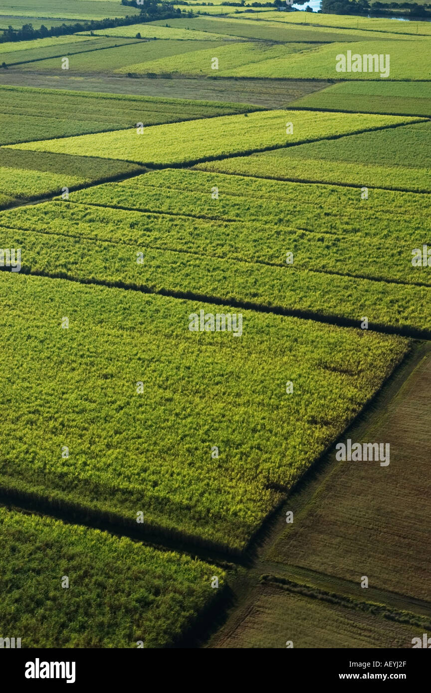Sugarcane fields North of Maroochydore Queensland Sunshine coast