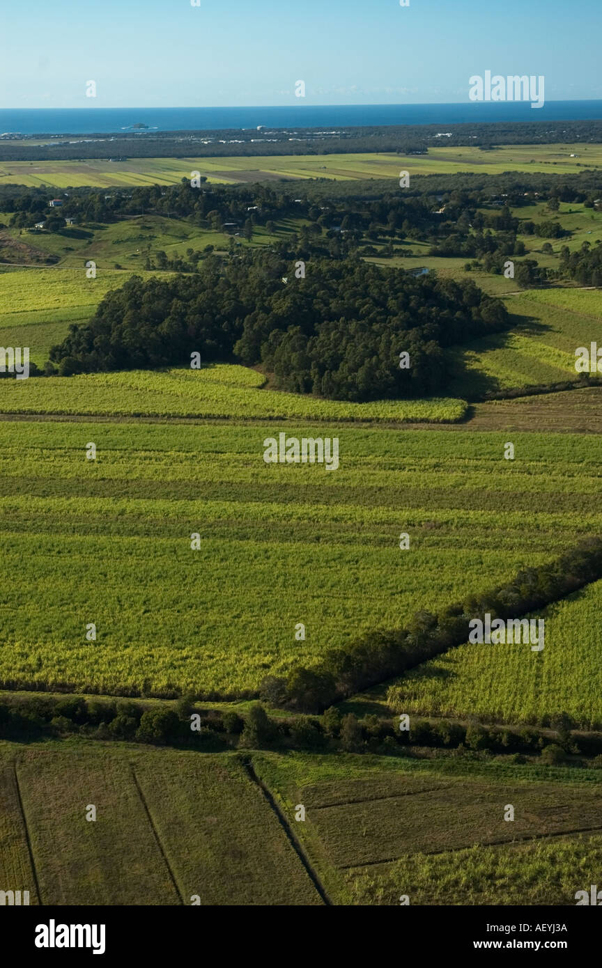 Sugarcane fields North of Maroochydore Queensland Sunshine coast
