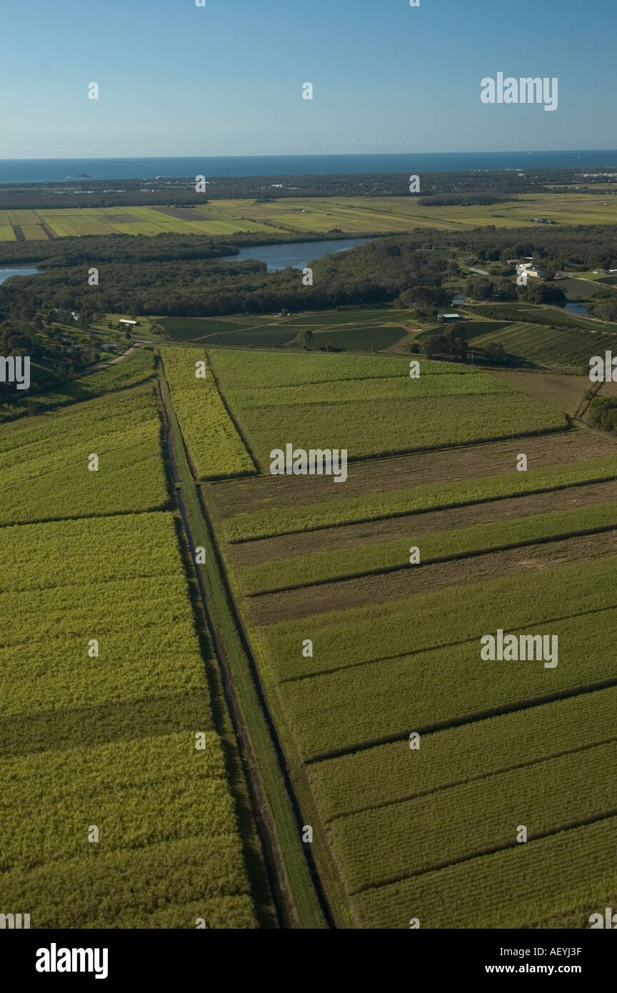 Sugarcane fields North of Maroochydore Queensland Sunshine coast